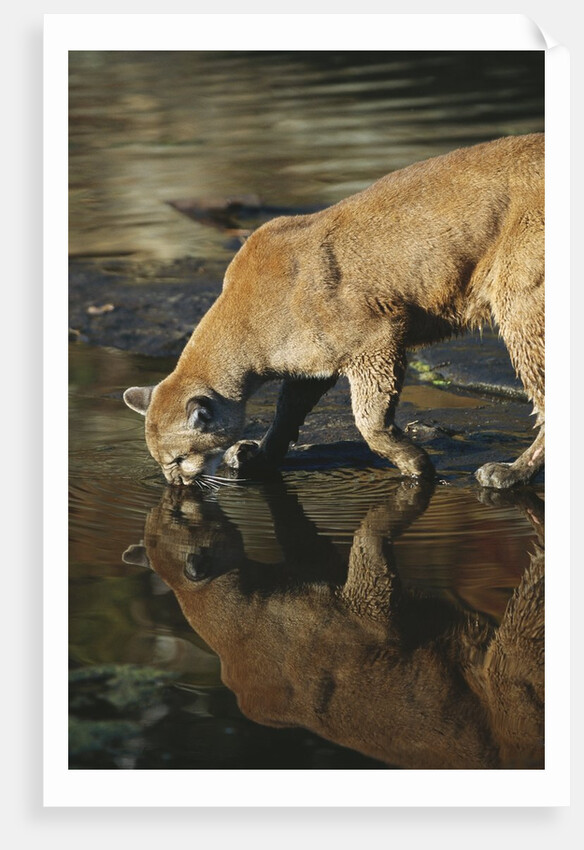 Cougar Drinking from the Kettle River by Anonymous