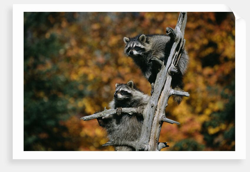 Two Raccoons in a Tree Snag by Anonymous