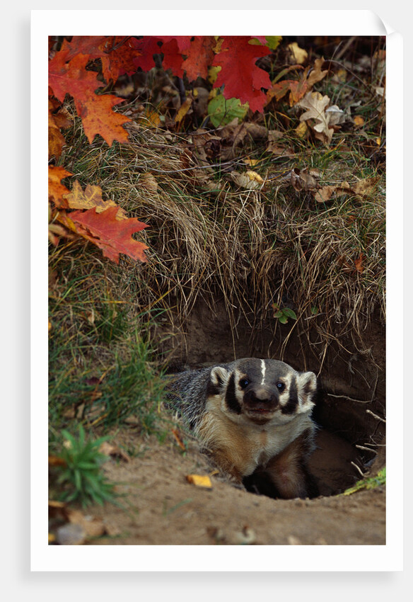 Badger Looking Out From Den by Anonymous