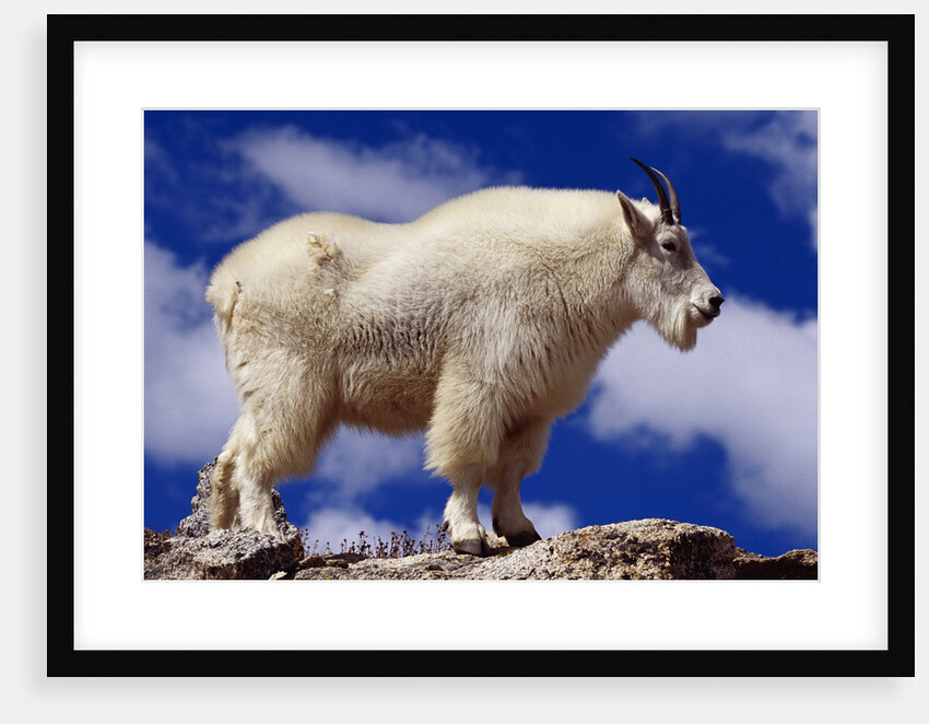 Mountain Goat by Anonymous