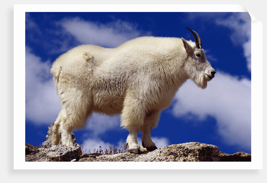 Mountain Goat by Anonymous