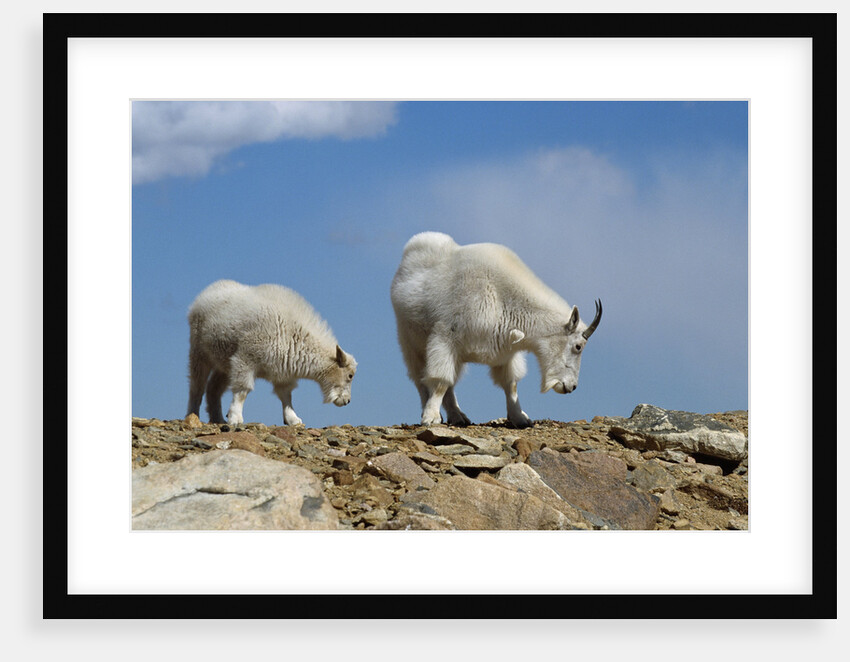 Mountain Goat Nannie and Kid by Anonymous
