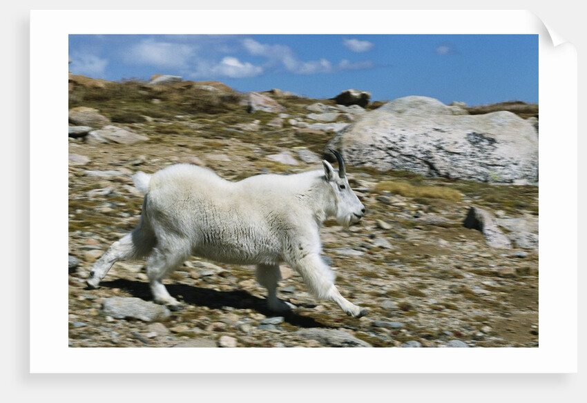 Mountain Goat Running by Anonymous