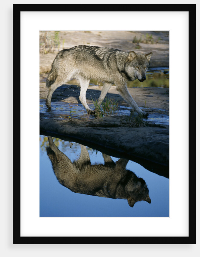 Grey Wolf and Reflection in Water by Anonymous