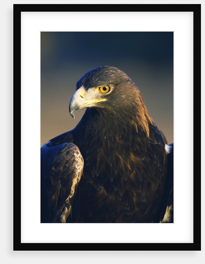 Golden Eagle by Anonymous