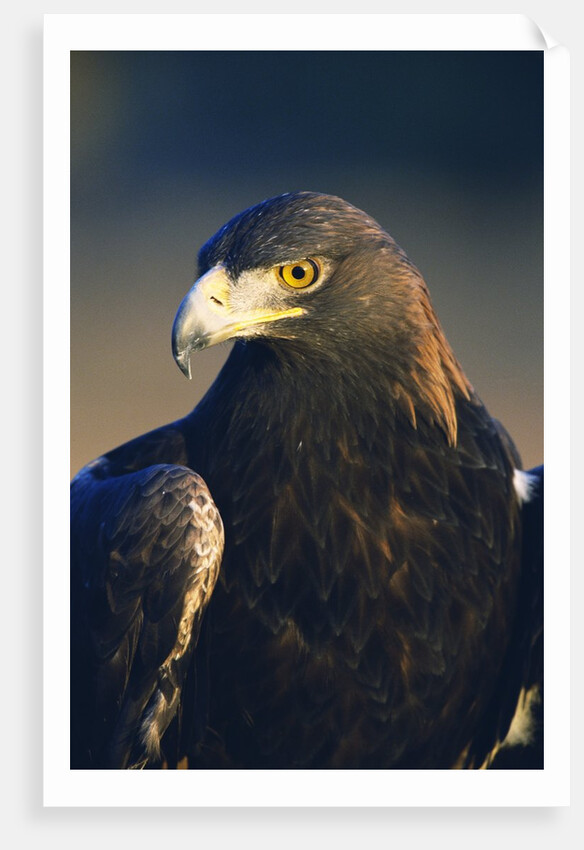 Golden Eagle by Anonymous