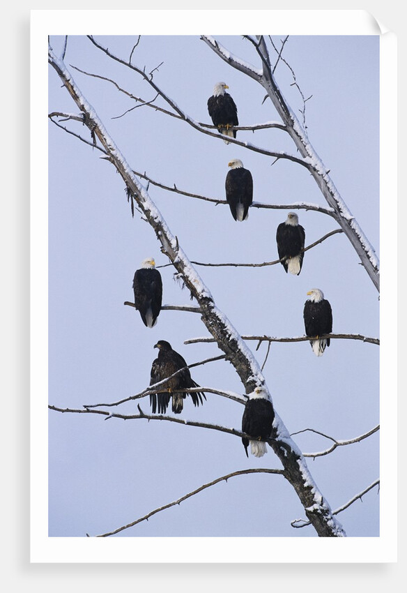 Bald Eagles Perched on Branches by Anonymous