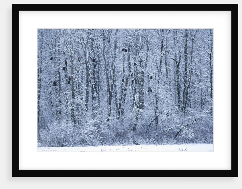 Bald Eagles Perched on Branches by Anonymous