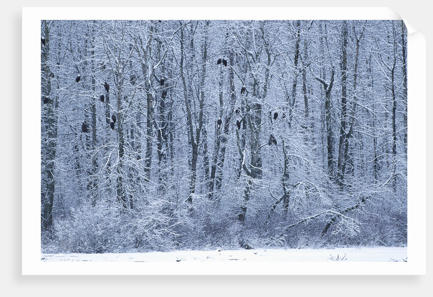Bald Eagles Perched on Branches by Anonymous