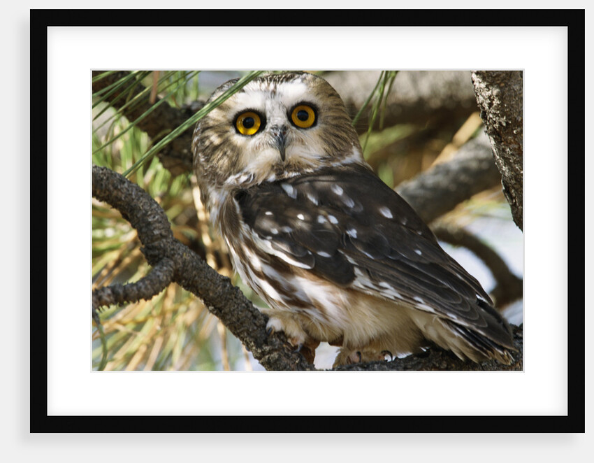 Saw-Whet Owl by Anonymous