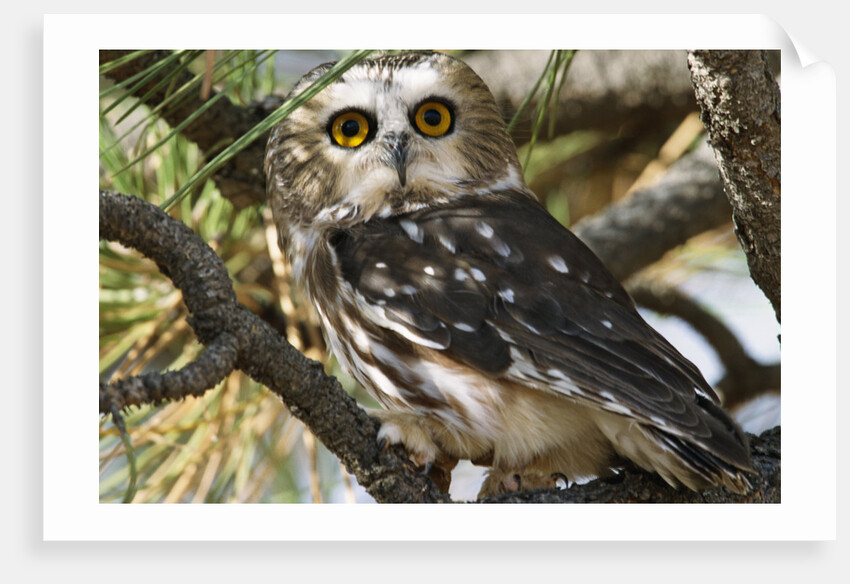 Saw-Whet Owl by Anonymous