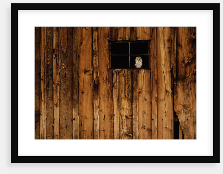 Barn Owl in Barn Window by Anonymous