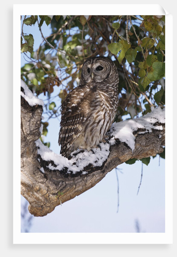 Barred Owl Perched on Branch by Anonymous