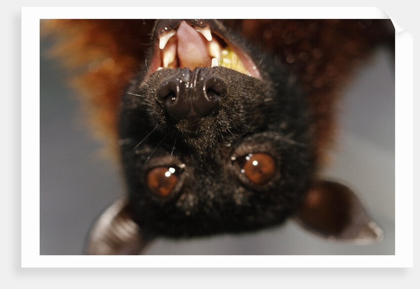 Flying Fox by Anonymous