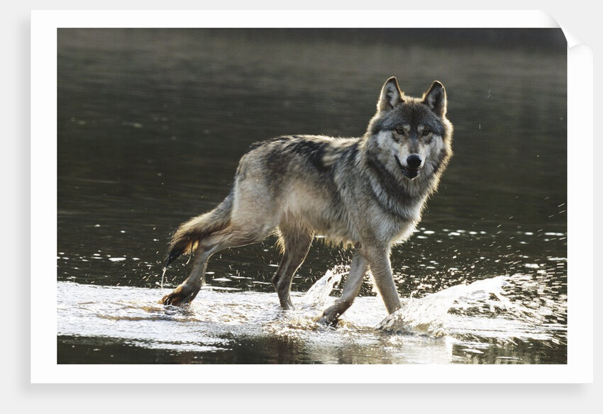 Grey Wolf Walking Along the Kettle River by Anonymous