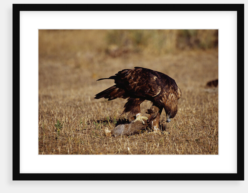 Golden Eagle Holding a Cottontail Rabbit by Anonymous