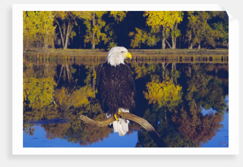 Bald Eagle Perched on Branch by Anonymous