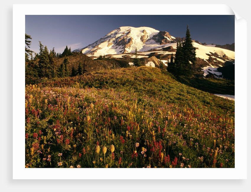Wildflower Meadow Below Mount Rainier by Anonymous