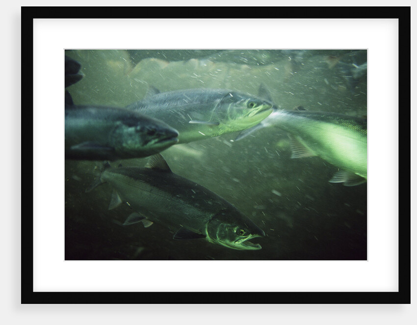 School of Sockeye Salmon Spawning by Anonymous