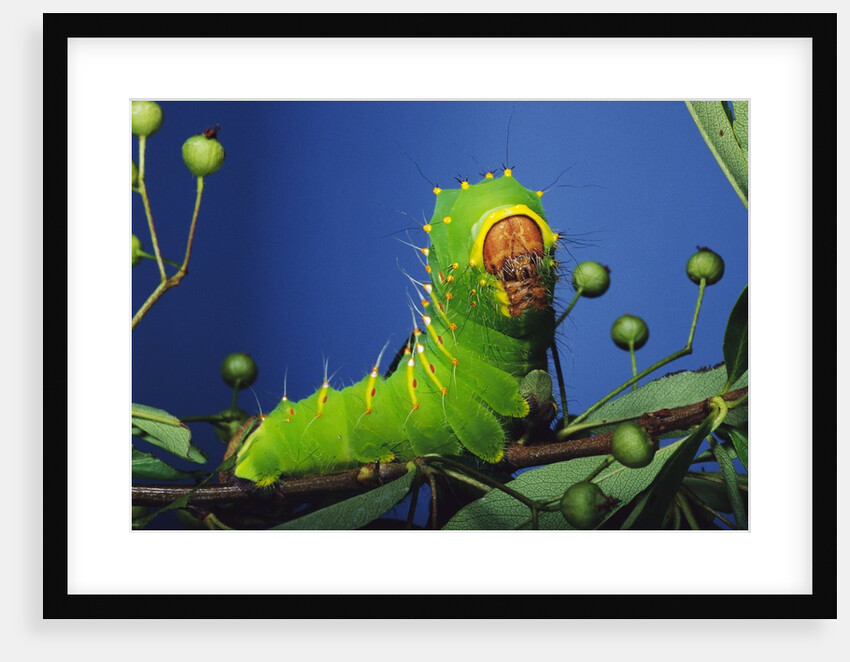 Polyphemus Moth Caterpillar Perching on Twig by Anonymous