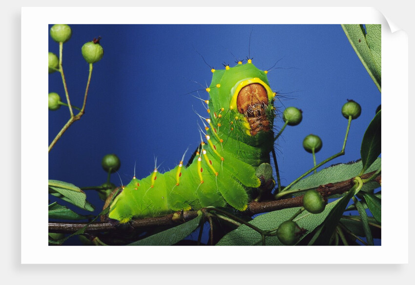 Polyphemus Moth Caterpillar Perching on Twig by Anonymous