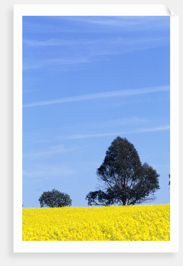 Field of Bright Yellow Mustard Seed by Anonymous