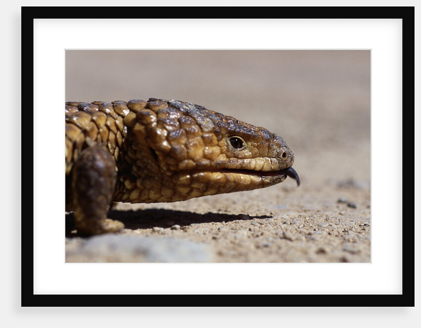 Shingle-back Skink by Anonymous