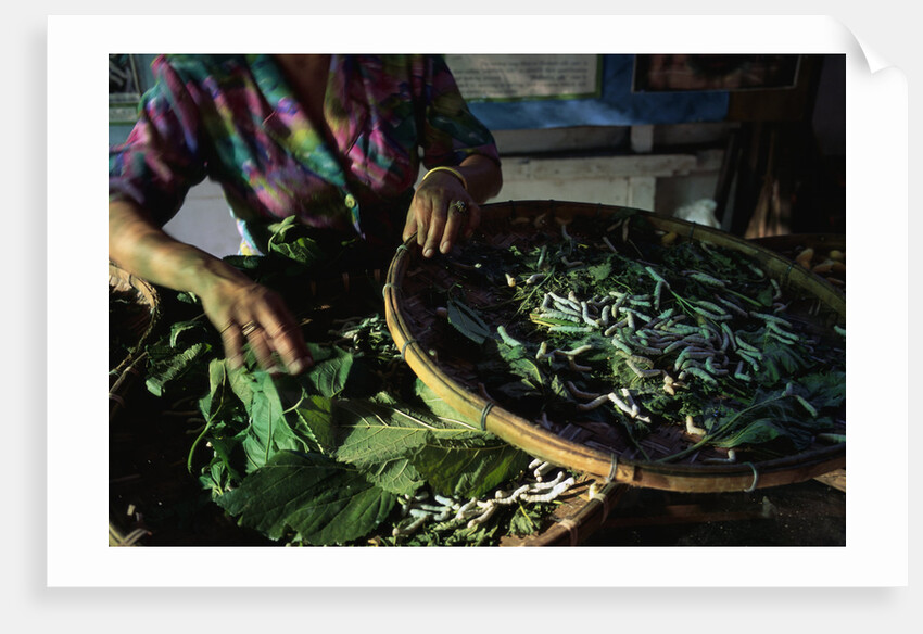 Baskets of Silkworms by Anonymous