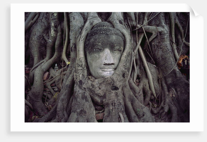 Buddha Sculpture Engulfed by Tree Roots by Anonymous