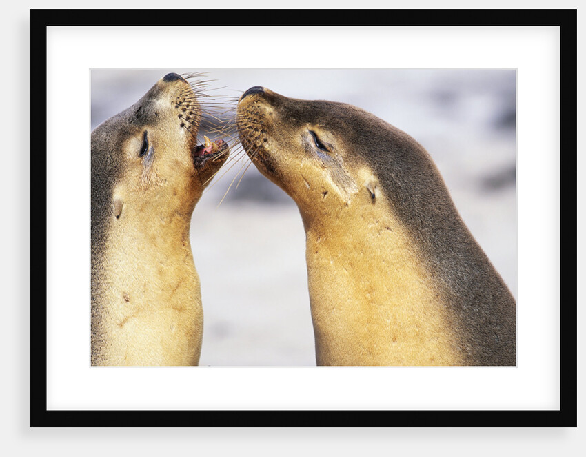 Sea Lions Touching Whiskers by Anonymous