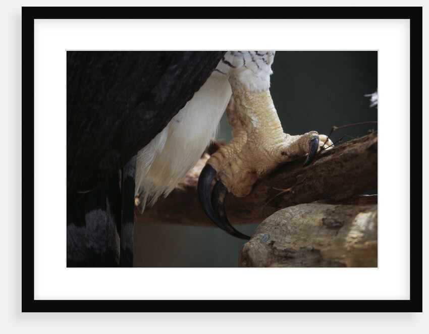 Talons of a Harpy Eagle by Anonymous
