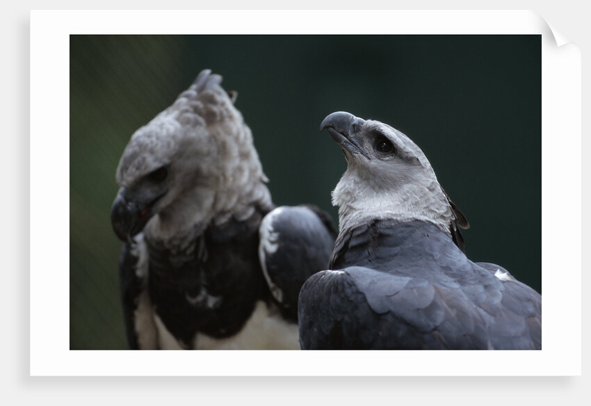 Male and Female Harpy Eagles by Anonymous