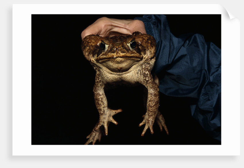 Biologist Holding a Giant Marine Toad by Anonymous