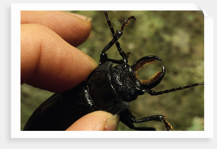 Hand Holding a Giant Stag Beetle by Anonymous