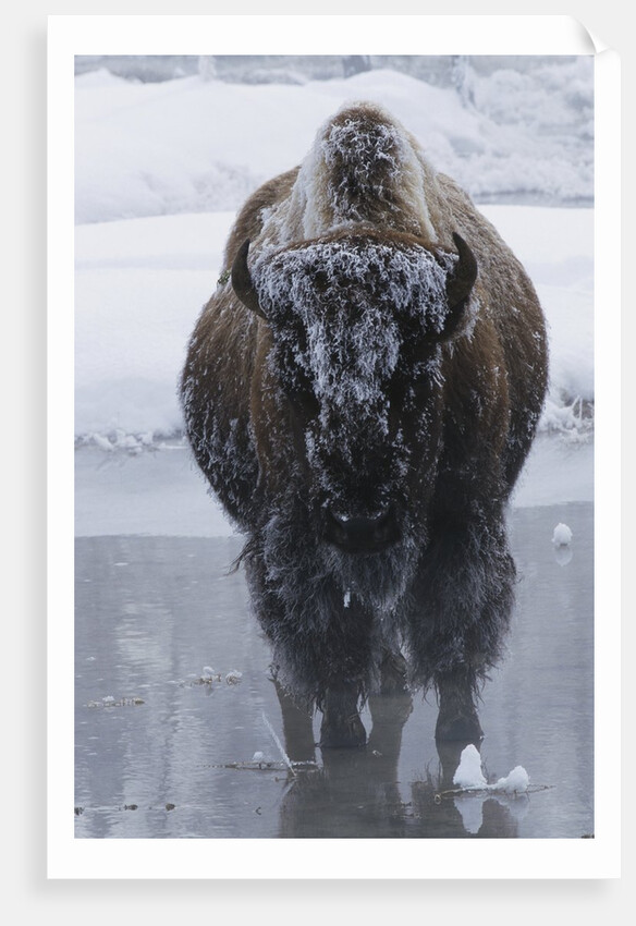 Bison Covered in Frost by Anonymous
