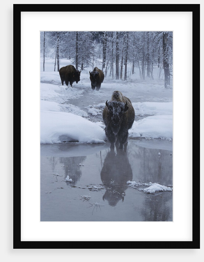Bison Standing Along a Stream in Winter by Anonymous