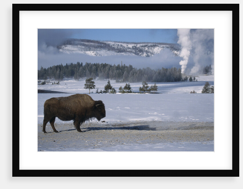 Bison Standing near Geysers in Winter by Anonymous