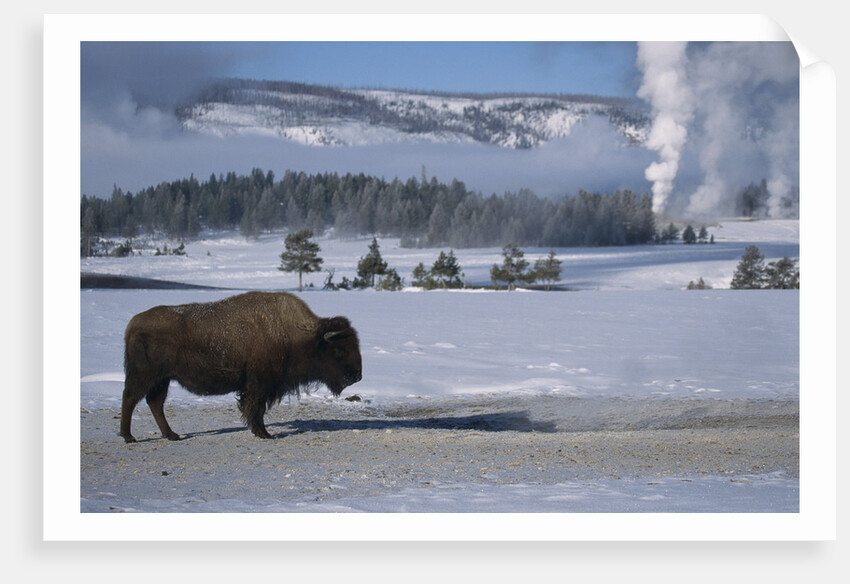 Bison Standing near Geysers in Winter by Anonymous