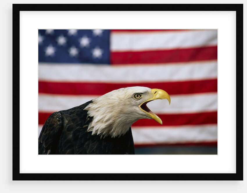 Bald Eagle and American Flag by Anonymous