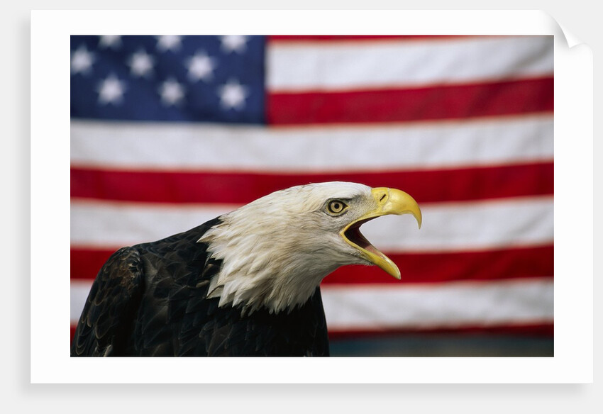 Bald Eagle and American Flag by Corbis