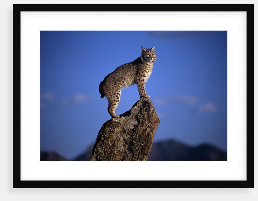 Bobcat Perched atop Rock by Anonymous