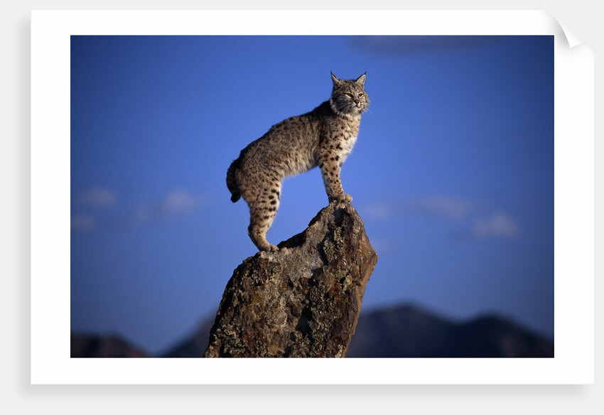 Bobcat Perched atop Rock by Anonymous