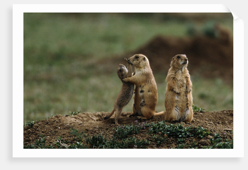 Black-tailed Prairie Dog Family by Anonymous