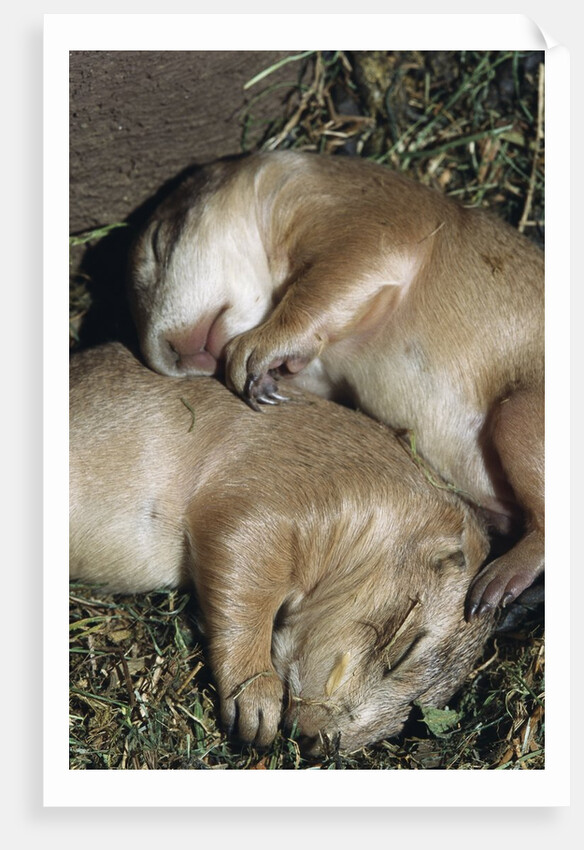Sleeping Prairie Dog Pups by Anonymous