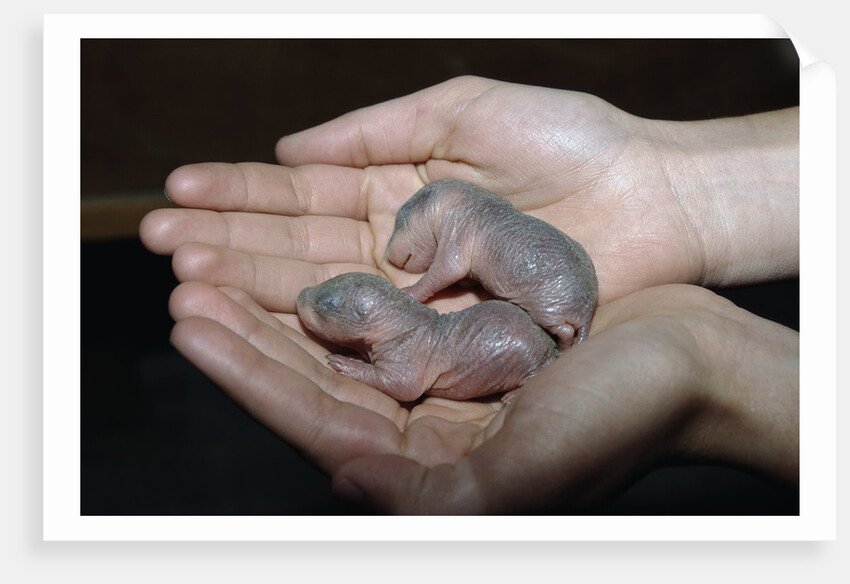 Hands Holding Infant Prairie Dogs by Anonymous