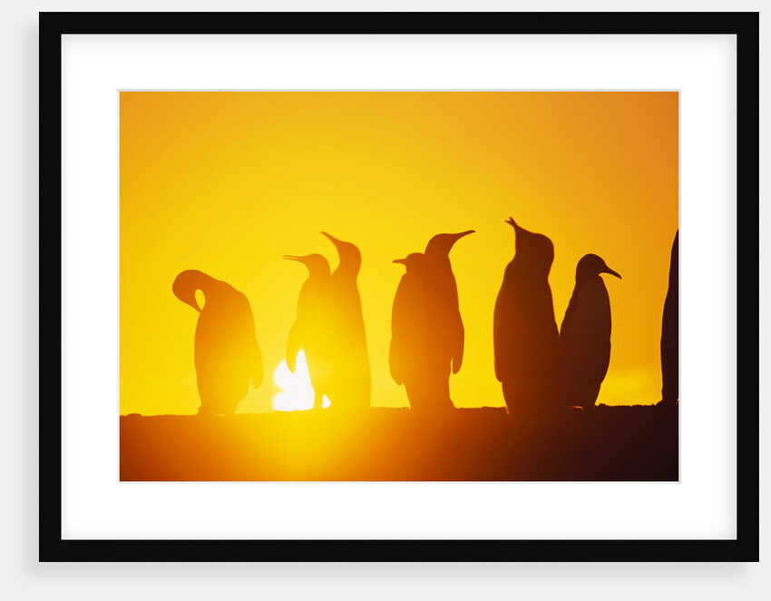 Silhouetted King Penguin Colony at Sunrise by Anonymous