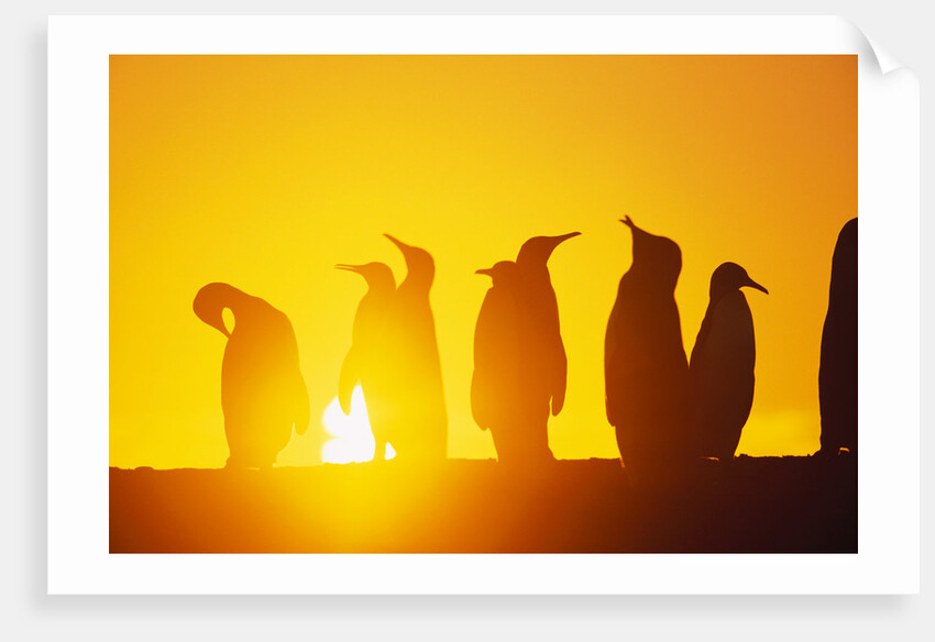 Silhouetted King Penguin Colony at Sunrise by Anonymous