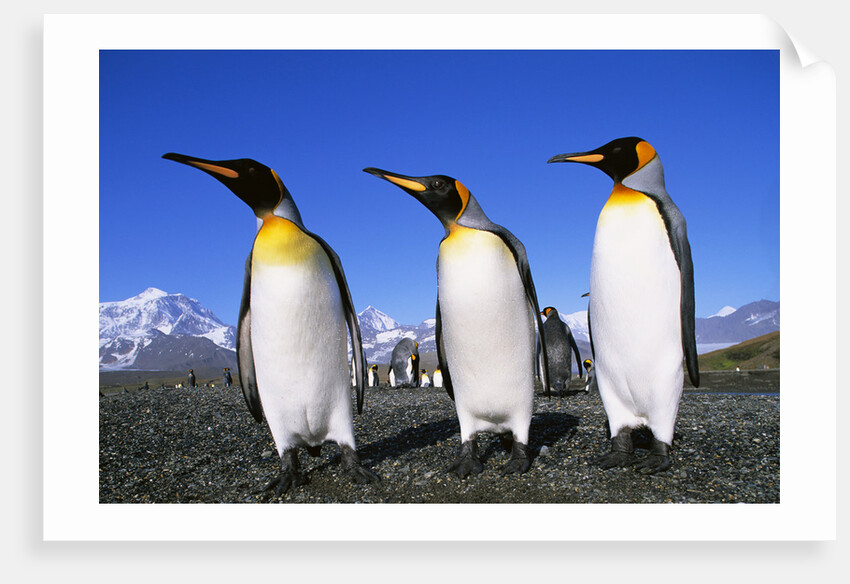 Trio of King Penguins by Anonymous