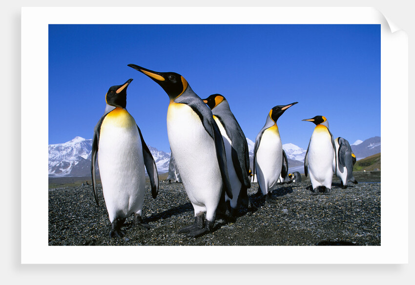 Colony of King Penguins by Anonymous