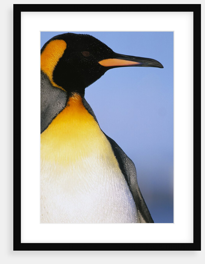 King Penguin by Anonymous